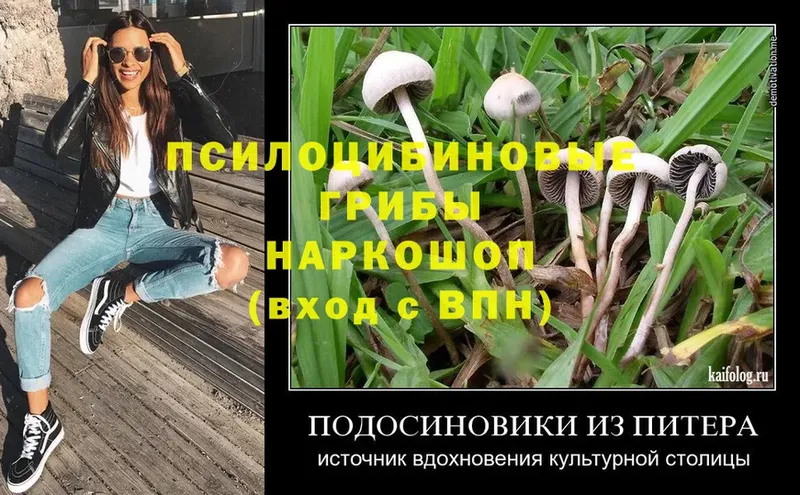 Псилоцибиновые грибы Psilocybine cubensis  Высоцк 